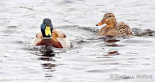 Mr & Mrs Mallard_DSCF6596.jpg - Mallard Ducks (Anas platyrhynchos) photographed along the Rideau Canal Waterway at Smiths Falls, Ontario, Canada.